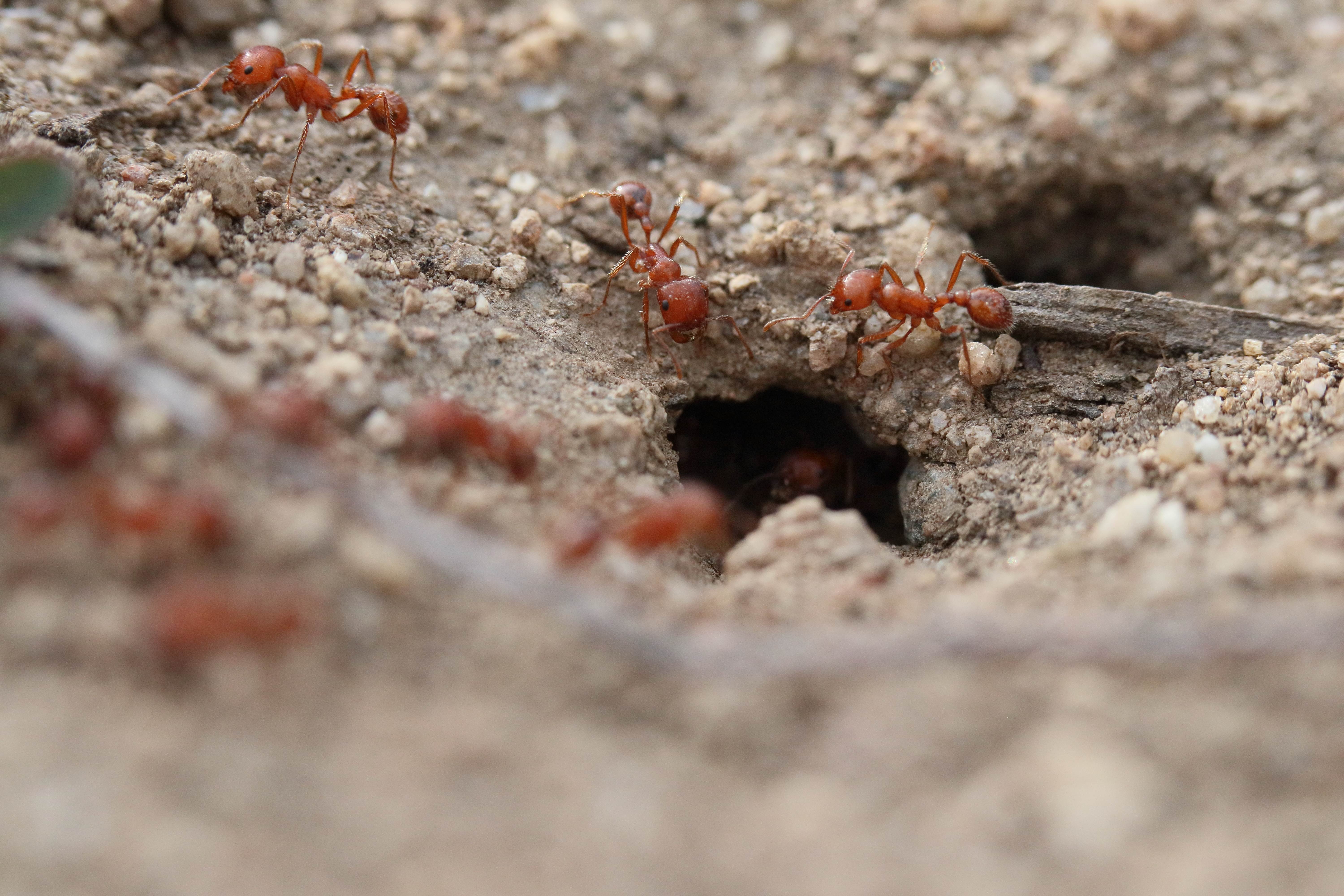 Rough Harvester Ants in Pueblo & Fremont Counties