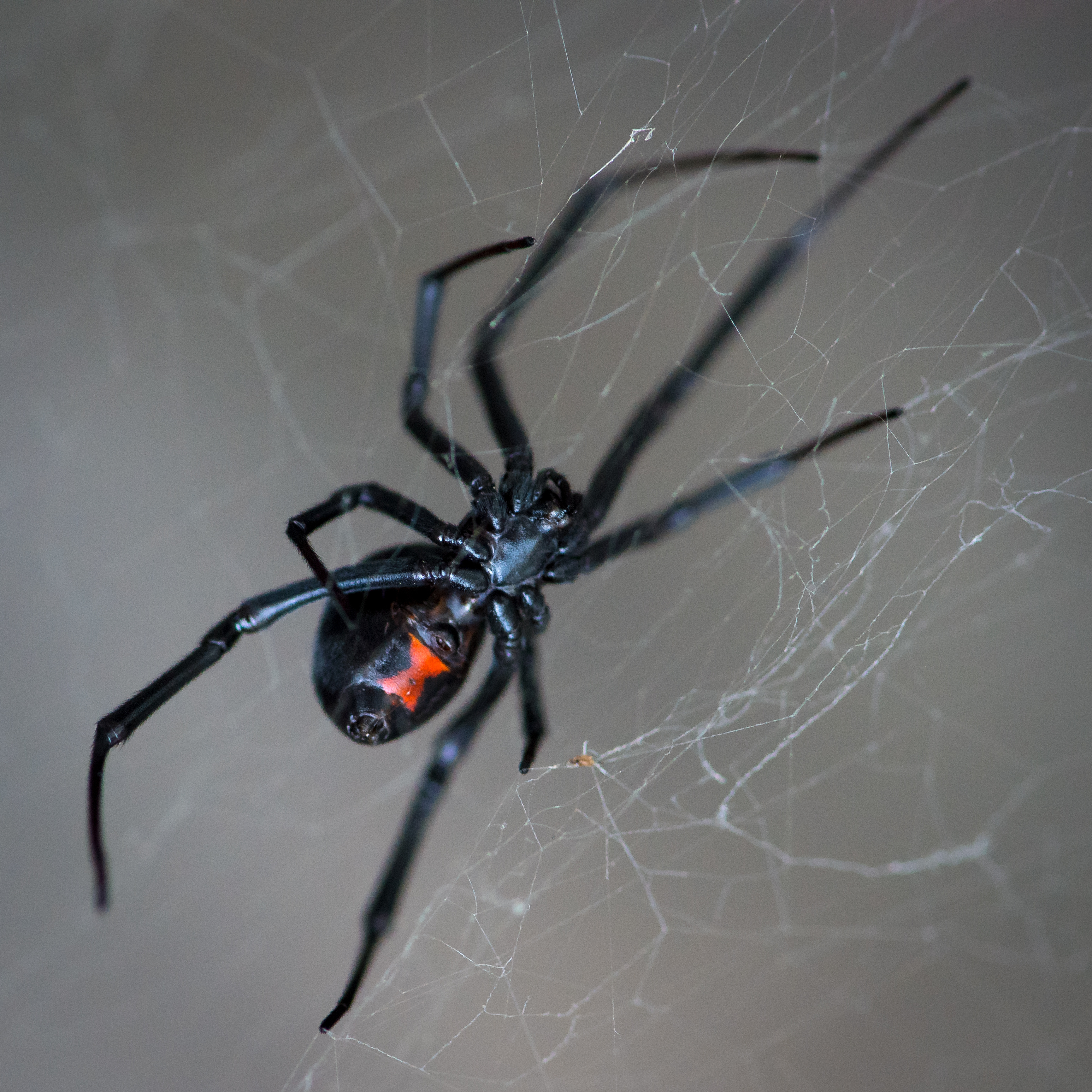 Black Widow Spiders in Pueblo & Fremont County Homes