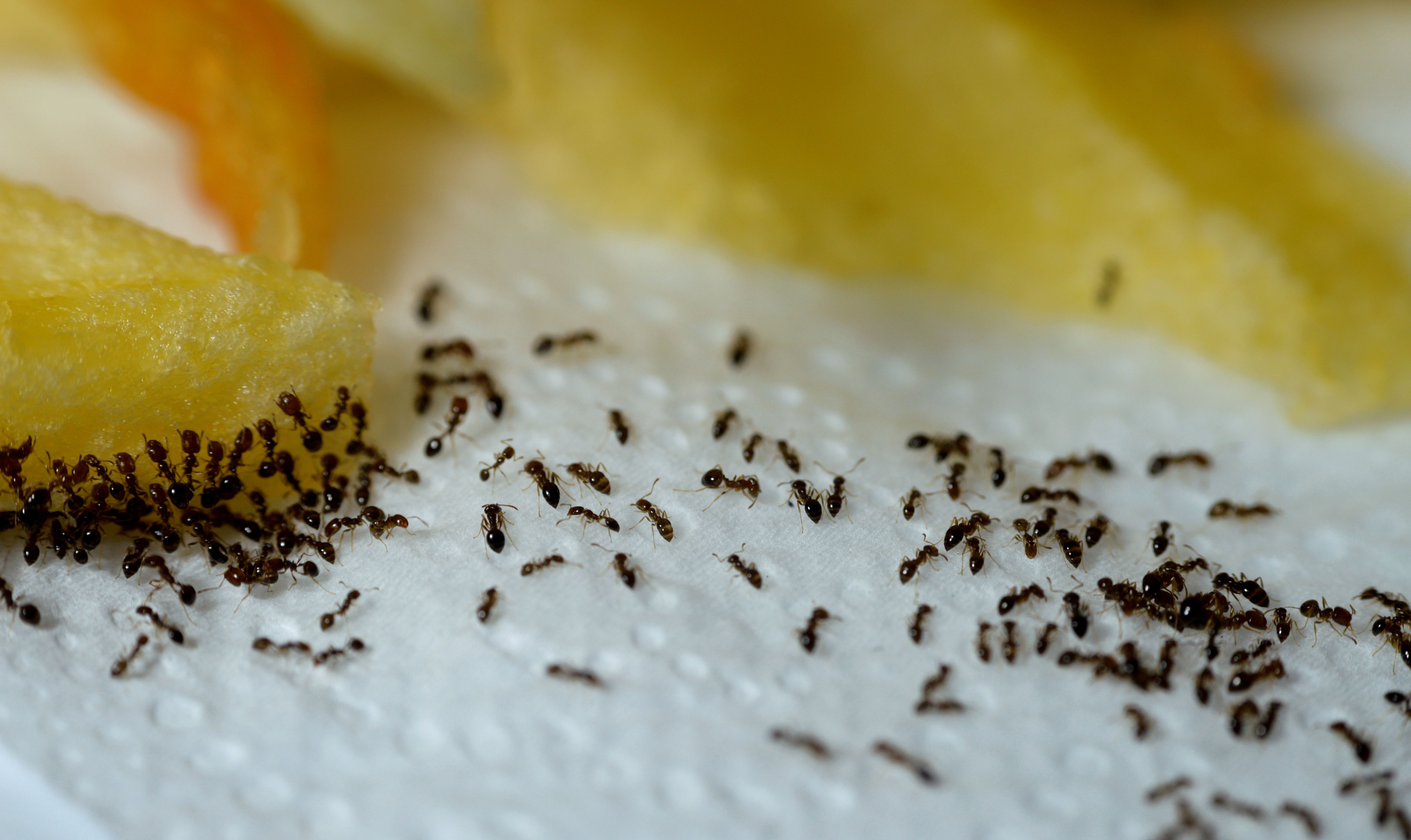 The Most Common Ants in Pueblo & Fremont Counties, Colorado